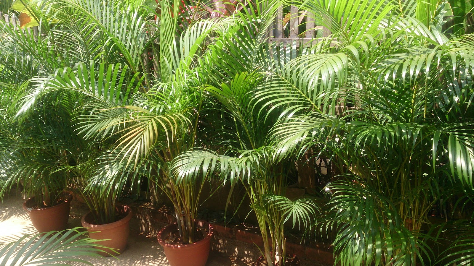 Areca palm 1.jpg