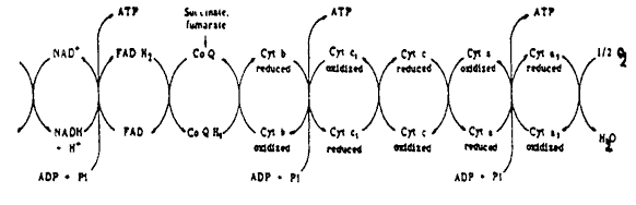 Outline of respiratory chain oxidation