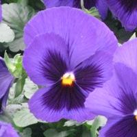 http://www.rcopinc.com/media/203585/pansy-delta-premium-blue-with-blotch.jpg