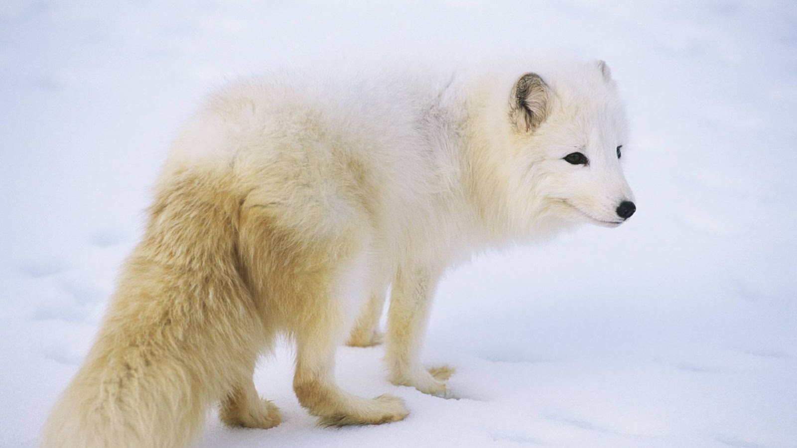 Volpe artica - Perfettamente adattata al clima artico | WWF Svizzera