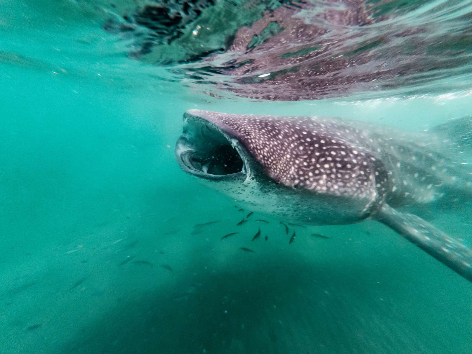 Diving with Whale Sharks:tours around the globe