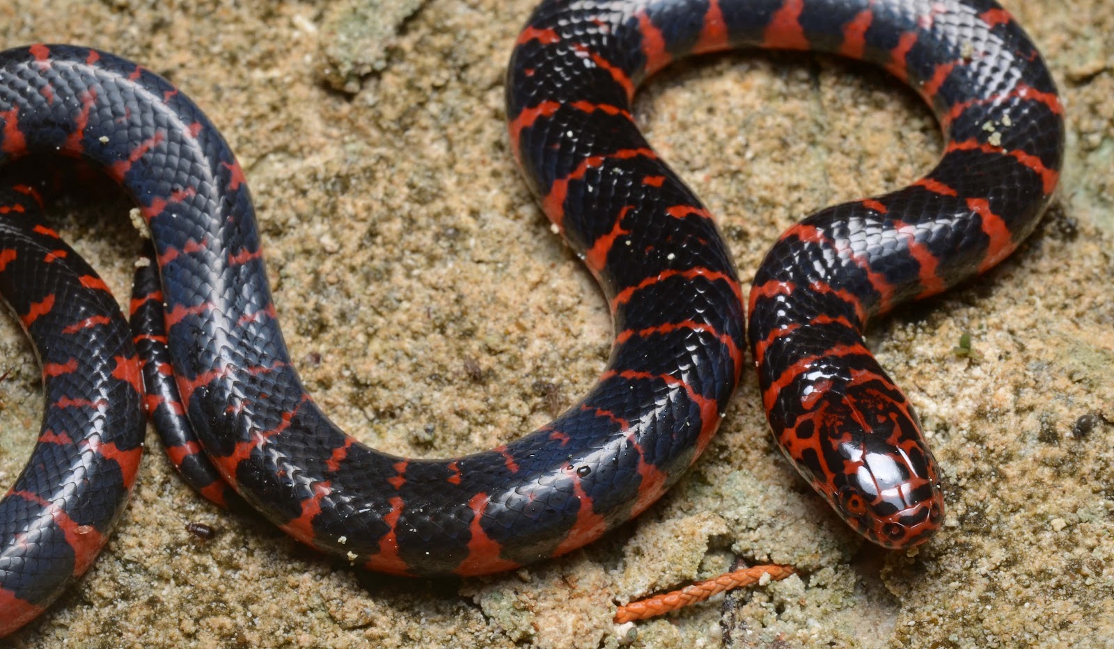 Eastern mud snake.jpg