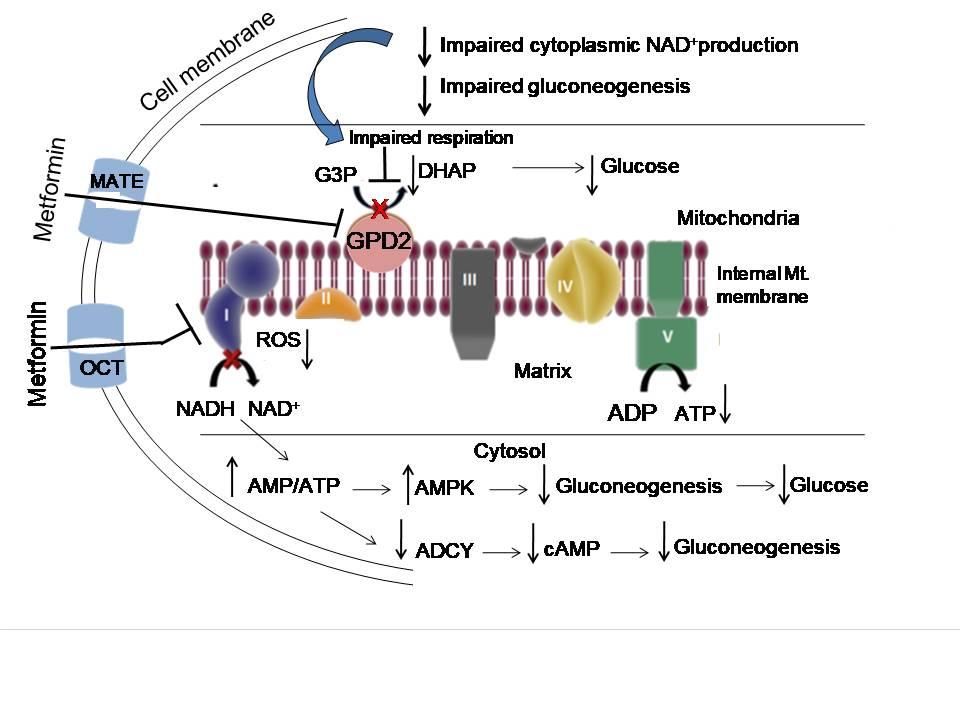 Figure 1. Metformin-mediated inhibition of mitochondrial respiratory chain (Complex I) and GPD2 increases AMP/ATP ratio and impairs NAD+ production in the cytosol, resulting in increased activity of AMPK and thereby inhibits hepatic gluconeogenesis. ADCY, Adenylate cyclase; AMPK, AMP-activated protein kinase; DHAP, Dihydroxyacetone phosphate; G3P, Glycerol-3-phosphate; GPD2, G3P dehydrogenase; ROS, Reactive oxygen species. 