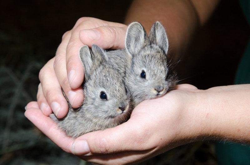 Image result for Columbia Basin Pygmy Rabbit