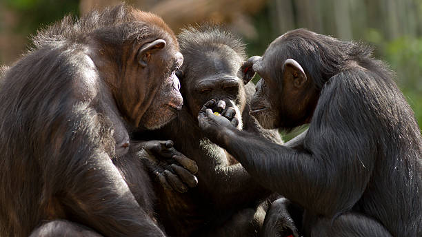 Chimpanzee group animal