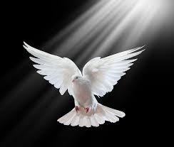 holy spirit white light fire | bigstock-A-free-flying-white-dove ...