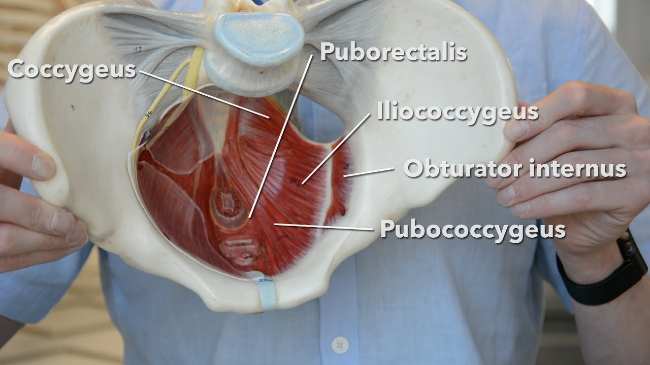 pelvic floor