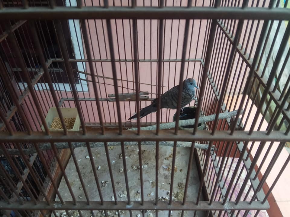 Burung Perkutut Lokal