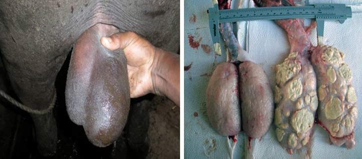 Left: Unilateral testicular enlargement in a buffalo bull with orchitis. Right: Longitudinal section of the right testis. Note the diffuse creamy white nodules of varying sizes with fibrous consistency (Photos courtesy Prof. William Vale).