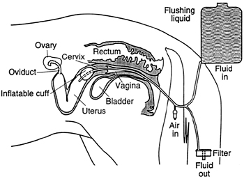Schematic diagram of the embryo recovery procedure. From Aguilar and Woods [2] with permission.