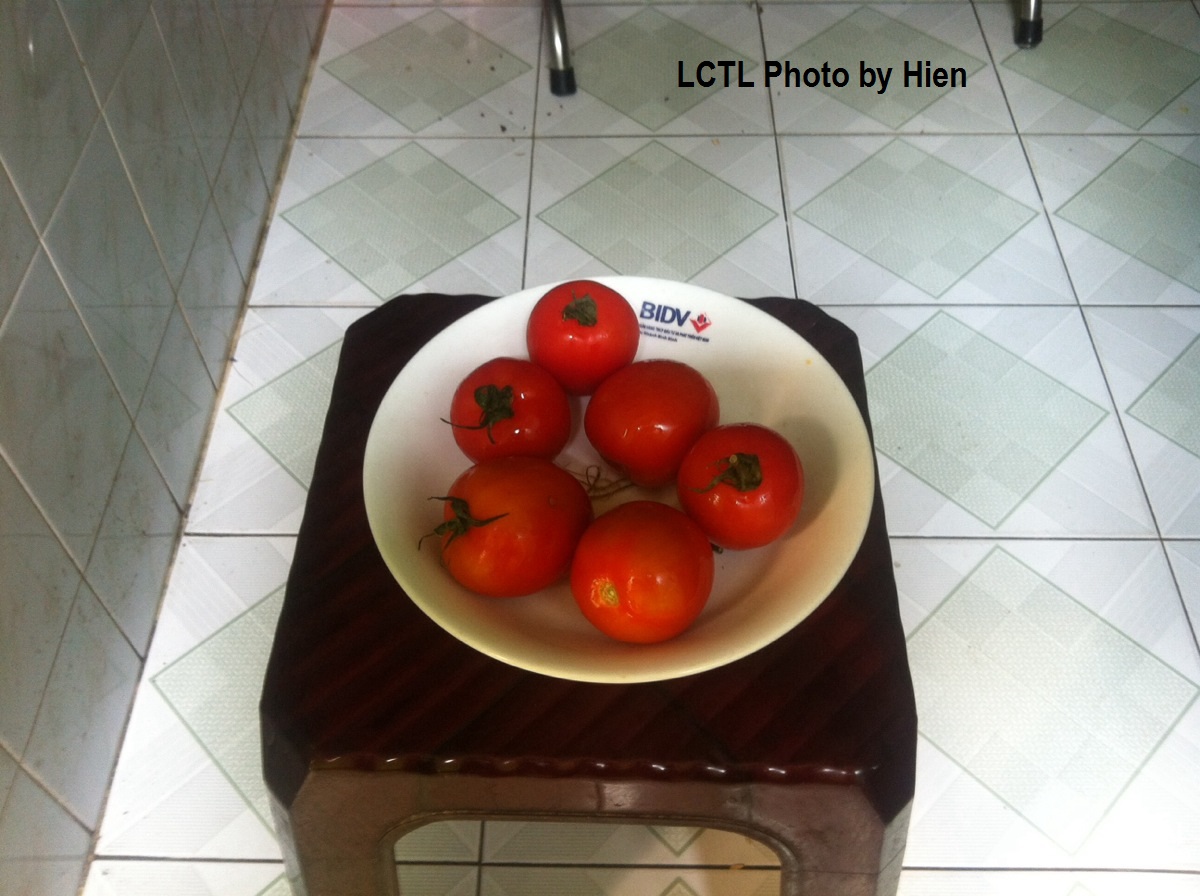tomatoes.jpg