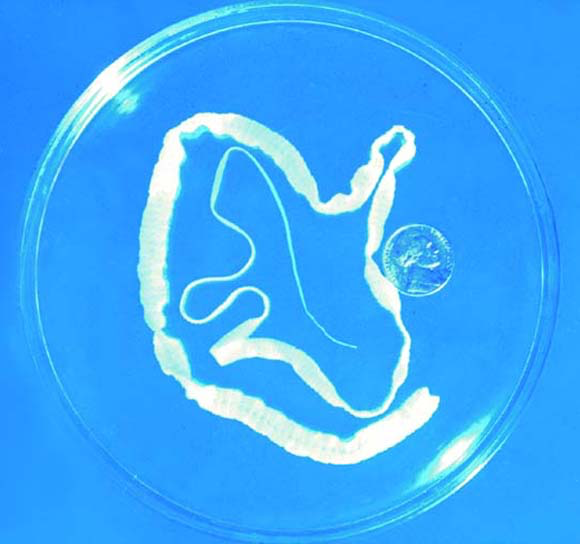 Gastro Intestinal Parasites Of Cats Ivis