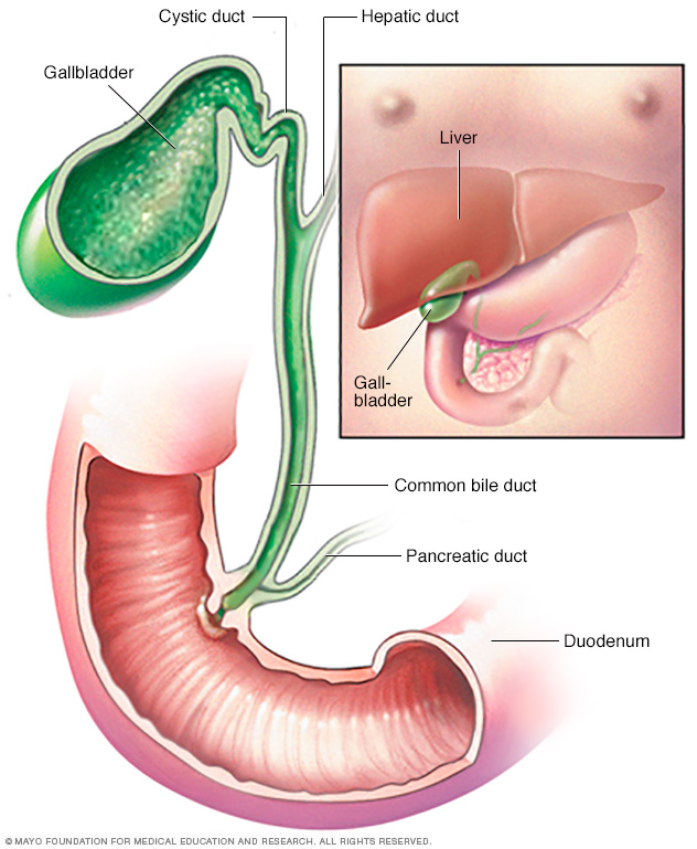 gallbladder image.jpg