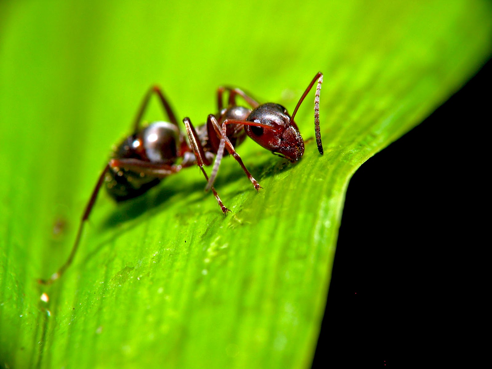 File:Ant on leaf.jpg