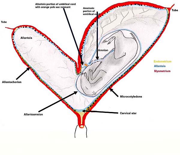 General situs of horse placenta towards mid-term