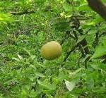 Bael tree