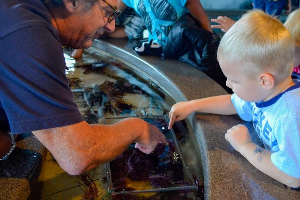 Small child looking at the finger touching pool at the Monterey Bay Aquarium, California