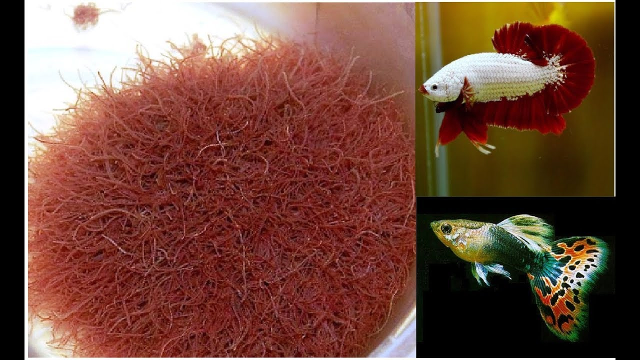 Những loại thức ăn cho cá bảy màu lớn nhanh và lên màu đẹp - Hệ Thống Siêu  Thị Cá Cảnh, Thủy Sinh Hoàng Lam