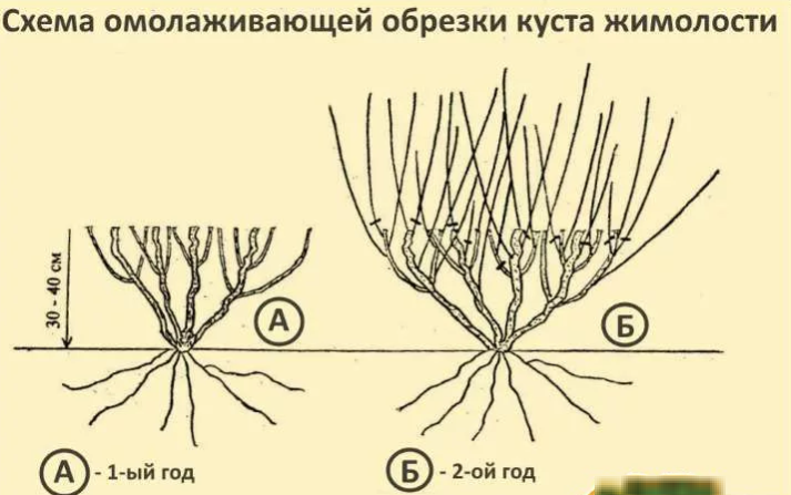 Омолаживающая обрезка жимолости