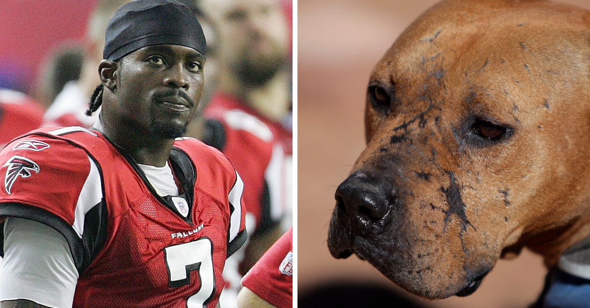 Michael Vick's Dog-Fighting Ring Subject of Pro Bowl Petitions | Fanbuzz