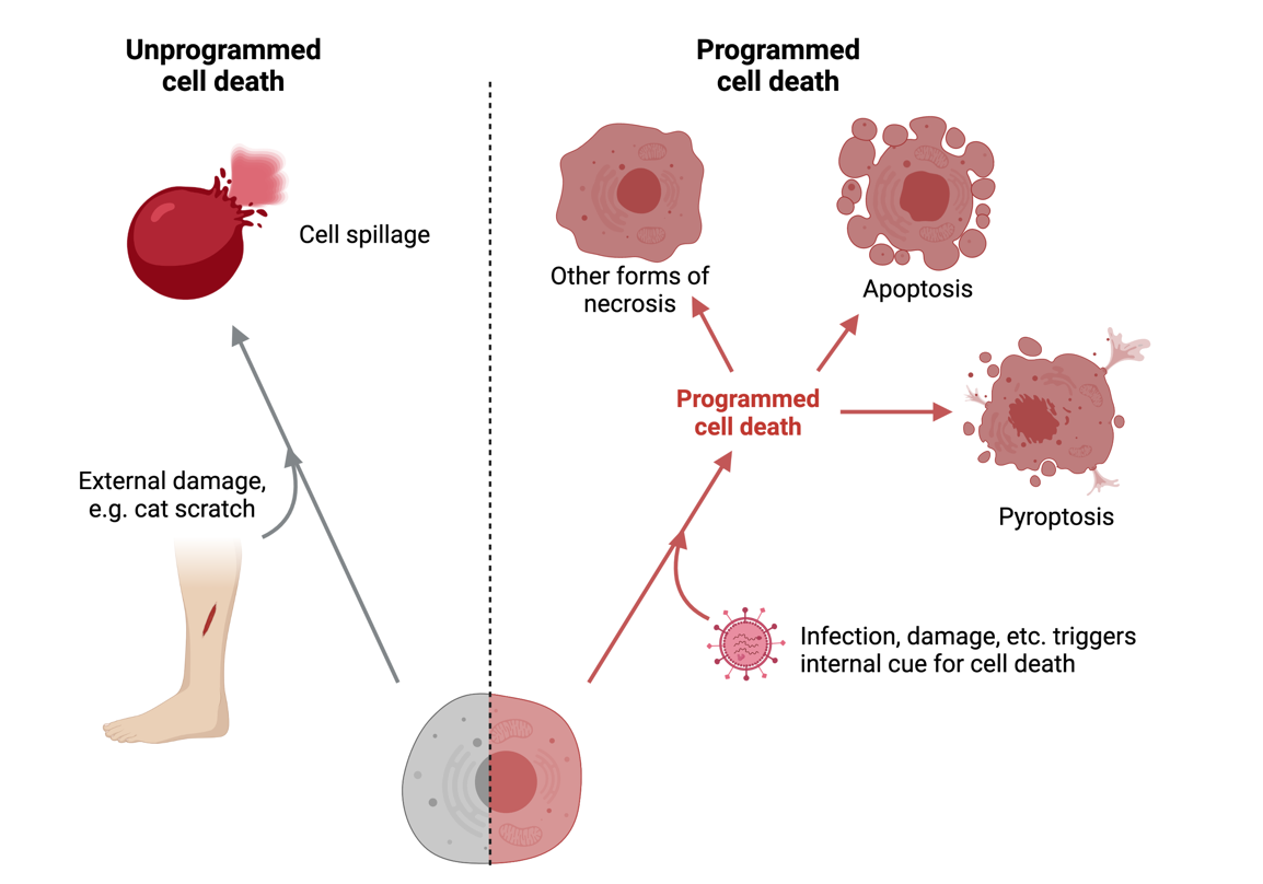 When Cells Die A Fiery Death Pyroptosis As A Cell s Response To Damage 