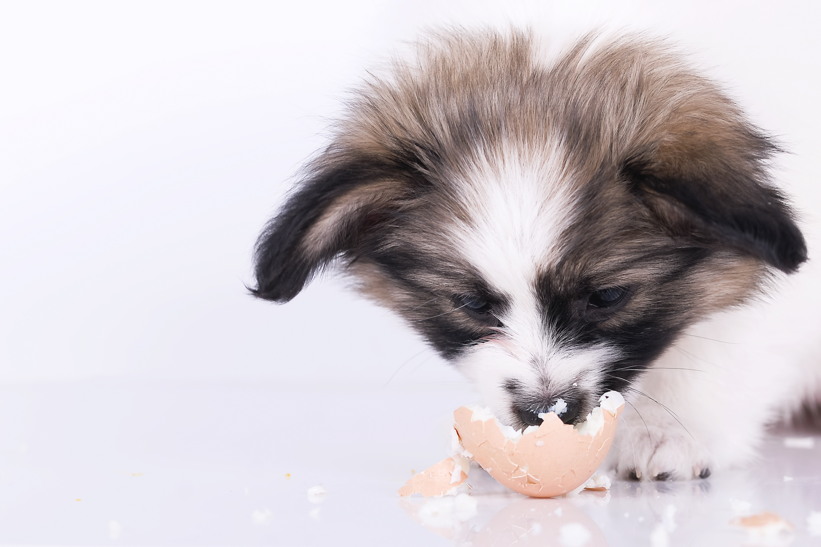 Can Dogs Eat Eggs? Benefits and Potential Hazards 1