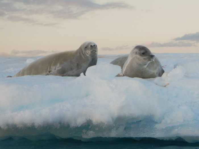 An image of seals in Antarctica