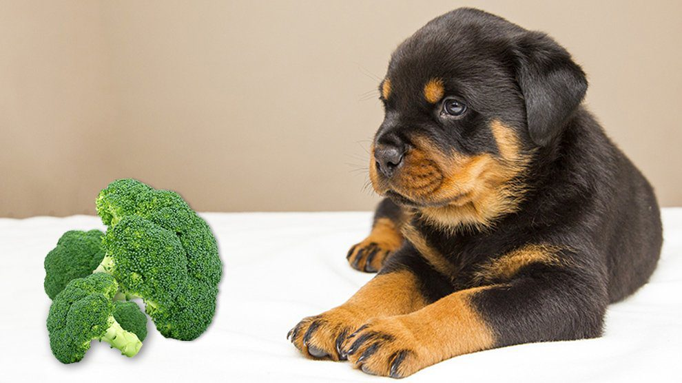 Is Broccoli bad for Dogs