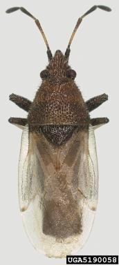 LYGAEIDAE (Seed bugs or Chinch bugs) - family