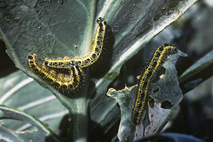 Killing cabbage white caterpillars can be easy since their life span can range from 35 to 45. 