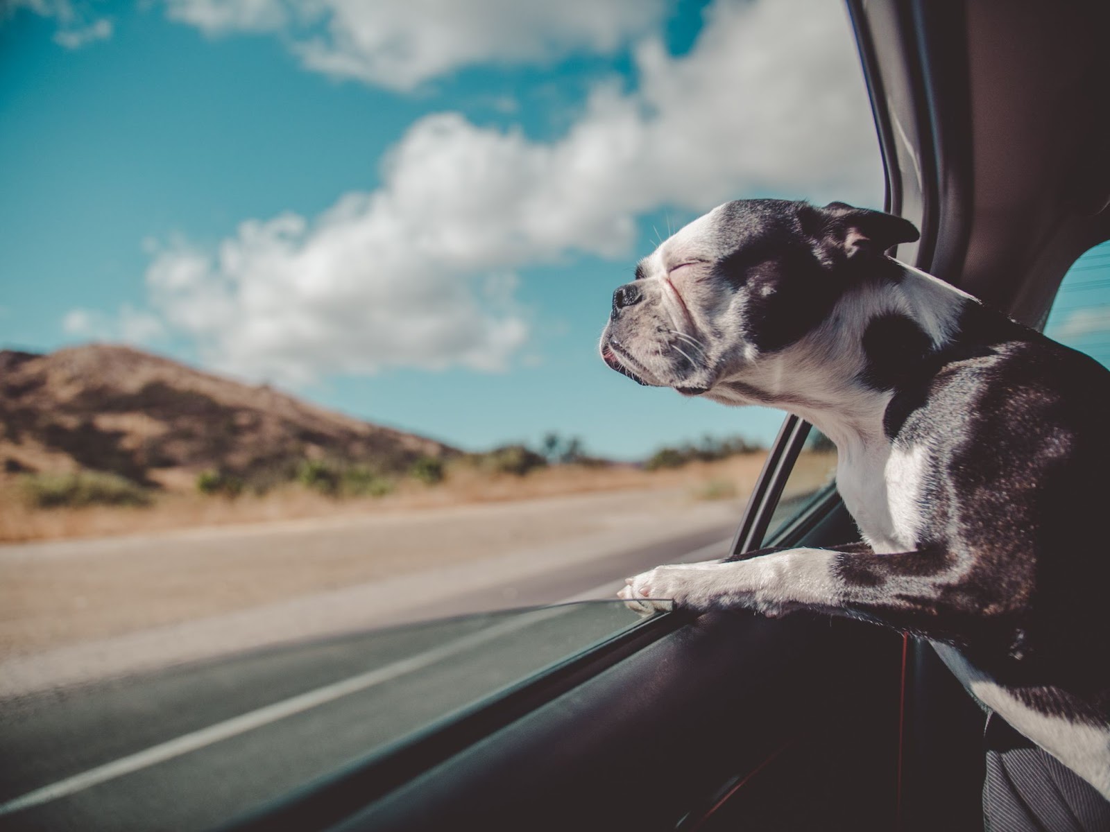 pet-friendly vacations; dog sticking head out of window