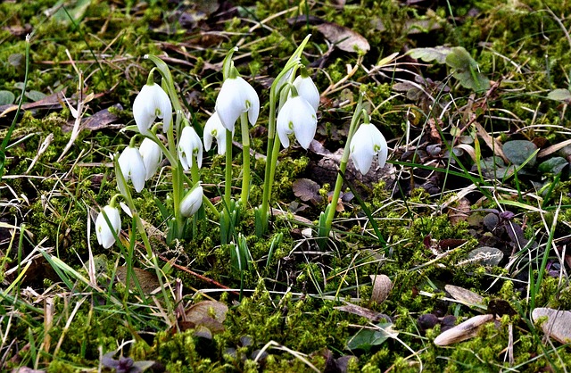 first-early-blooming-flowers-2097816_640.jpg