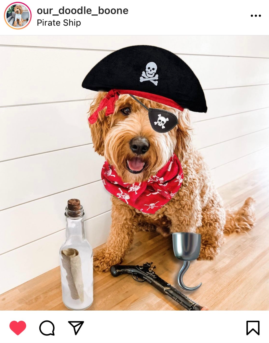 Pirate Halloween Costume Ideas For Dogs