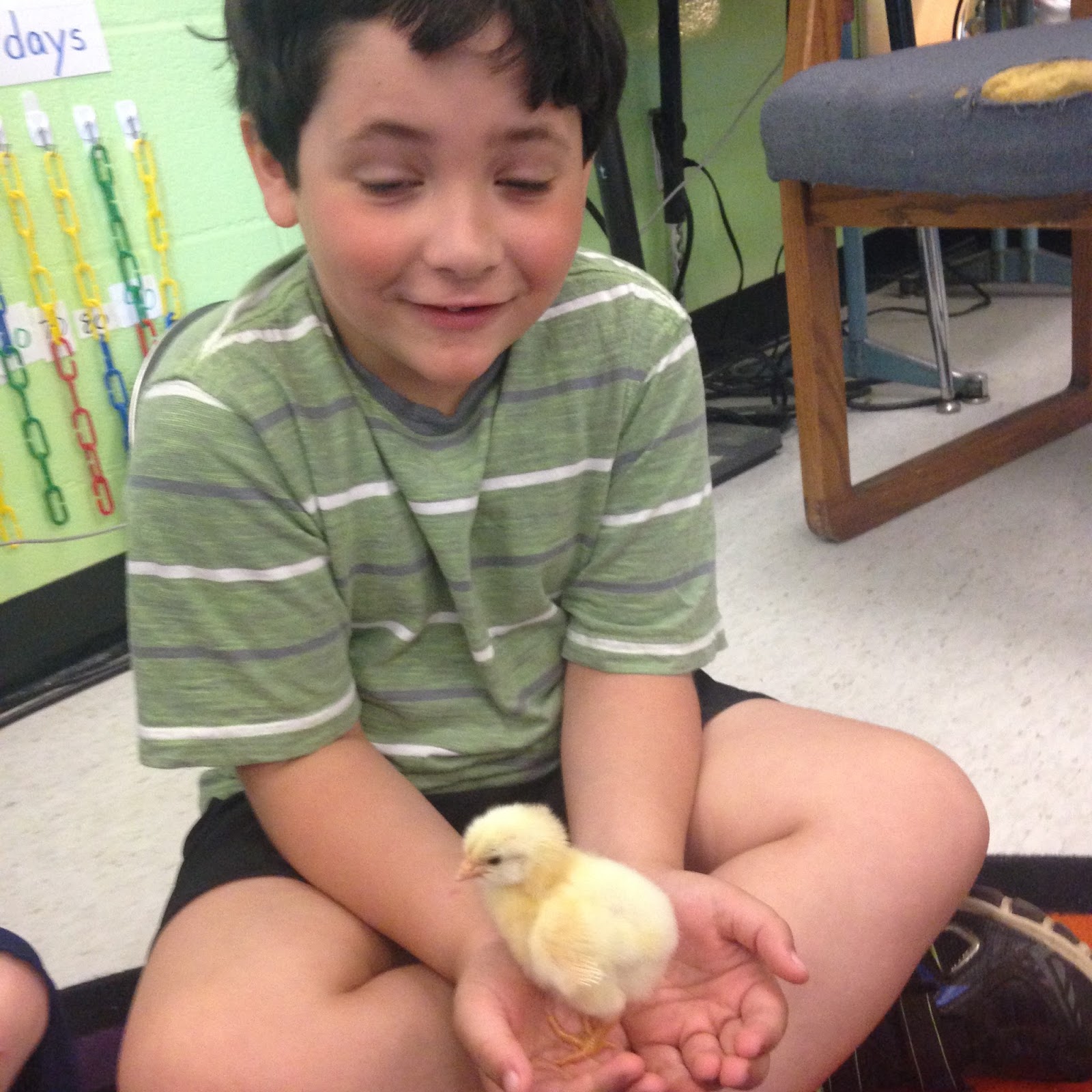 Chicks 5.jpeg
