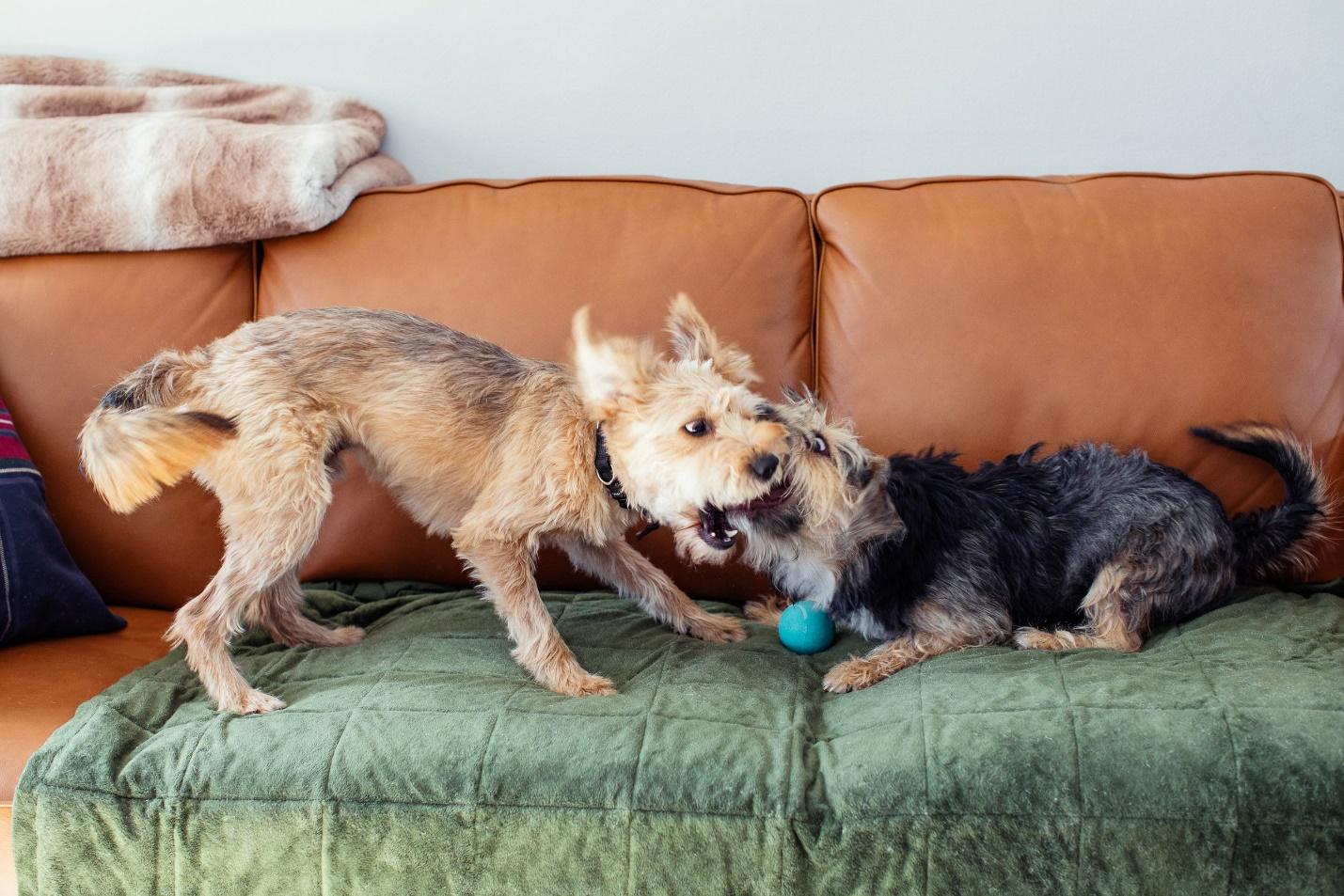 10 Common Dog Behavior Problems and Solutions