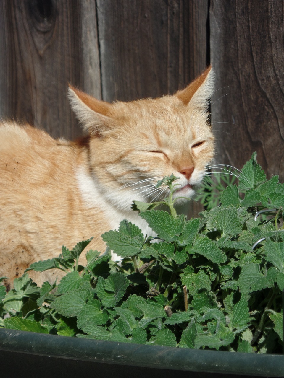 cat beside green plant