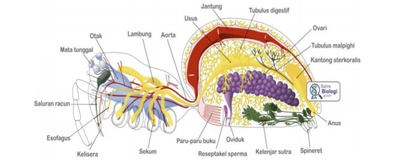 MAKALAH FISIOLOGI HEWAN  sistem  pernapasan respirasi 