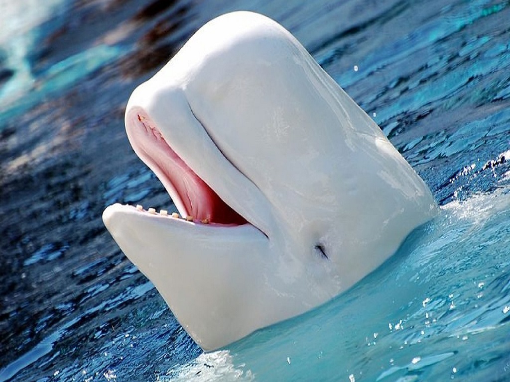 Beluga Whales' Communication System Is Complex