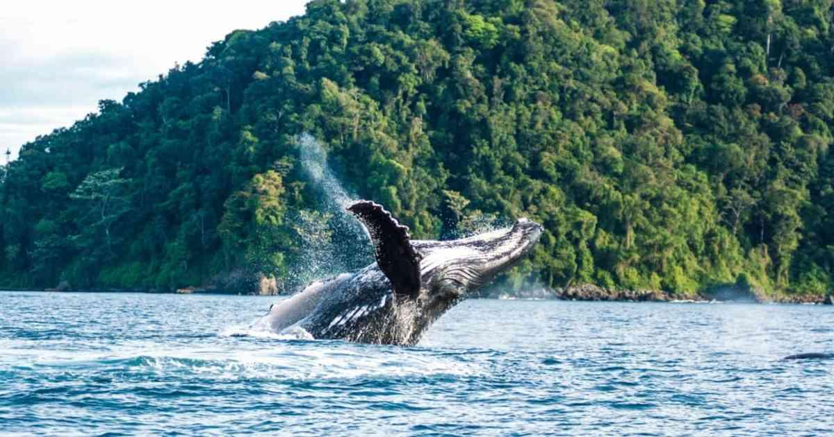 Resultado de imagen de las ballenas jorobadas en el pacifico colombiano