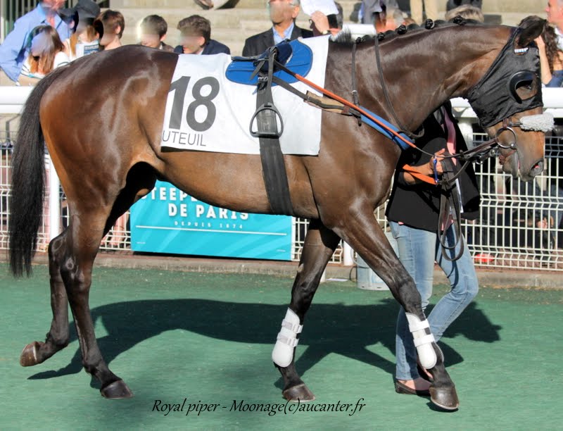 Photos Auteuil 17-05-2015 Journée du Grand Steeple - Page 2 7dvvyuyc15EnuFjx34zDeBpA3KqNEPjnHM5yN99o1FoS=w800-h612-no