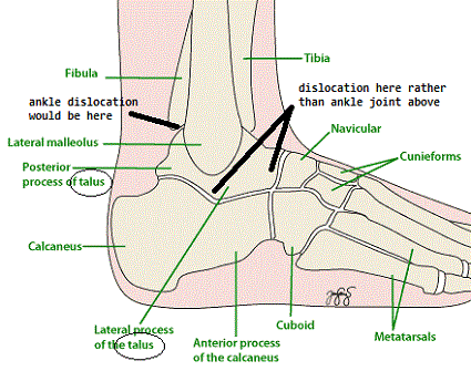 definition_di-foot-anatomy-outline-c2-label.gif