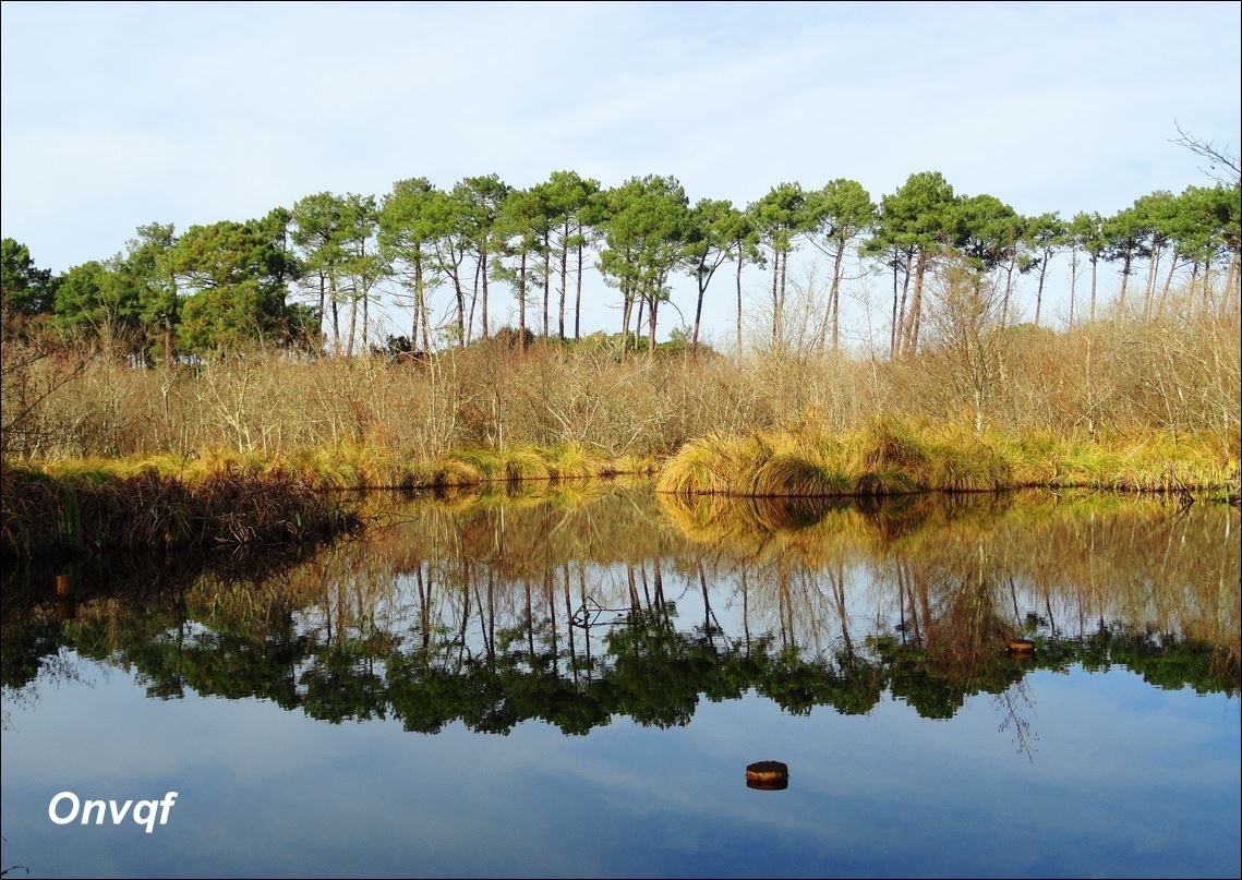 étang d'Aureilhan-Mimizan, Landes 40, N° 7.JPG