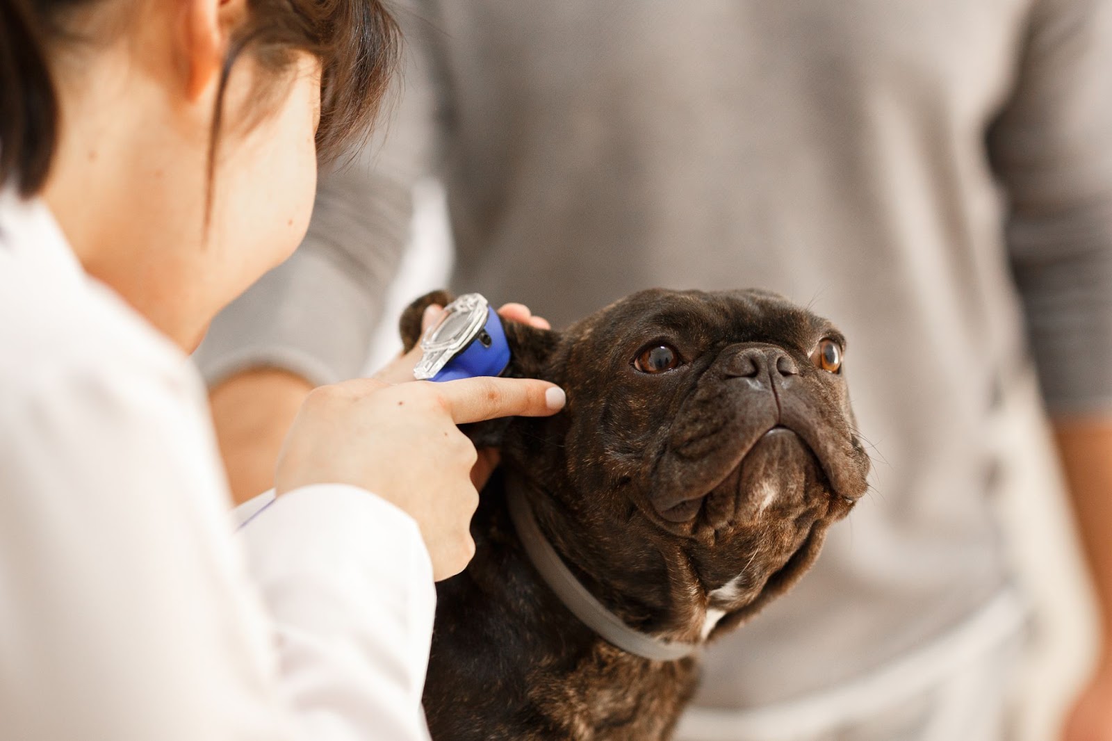 Bull dog francês sendo atendido durante consulta por médica veterinária