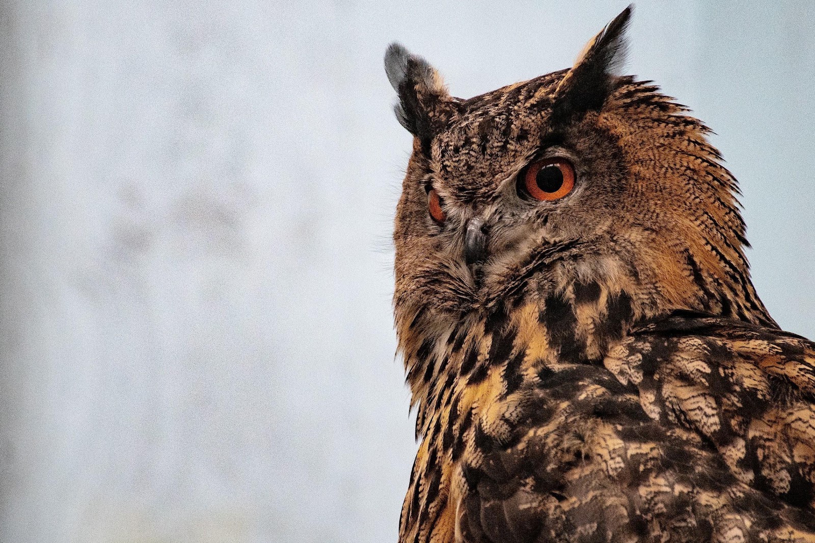 Indian Eagle-Owl (Bubo bengalensis)Malvan
