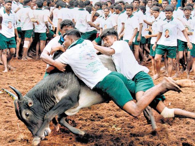 The Centre argues that jallikattu could not be compared to the bull-fights of Spain where the bulls or the humans die.