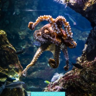 What happens to a male octopus after mating