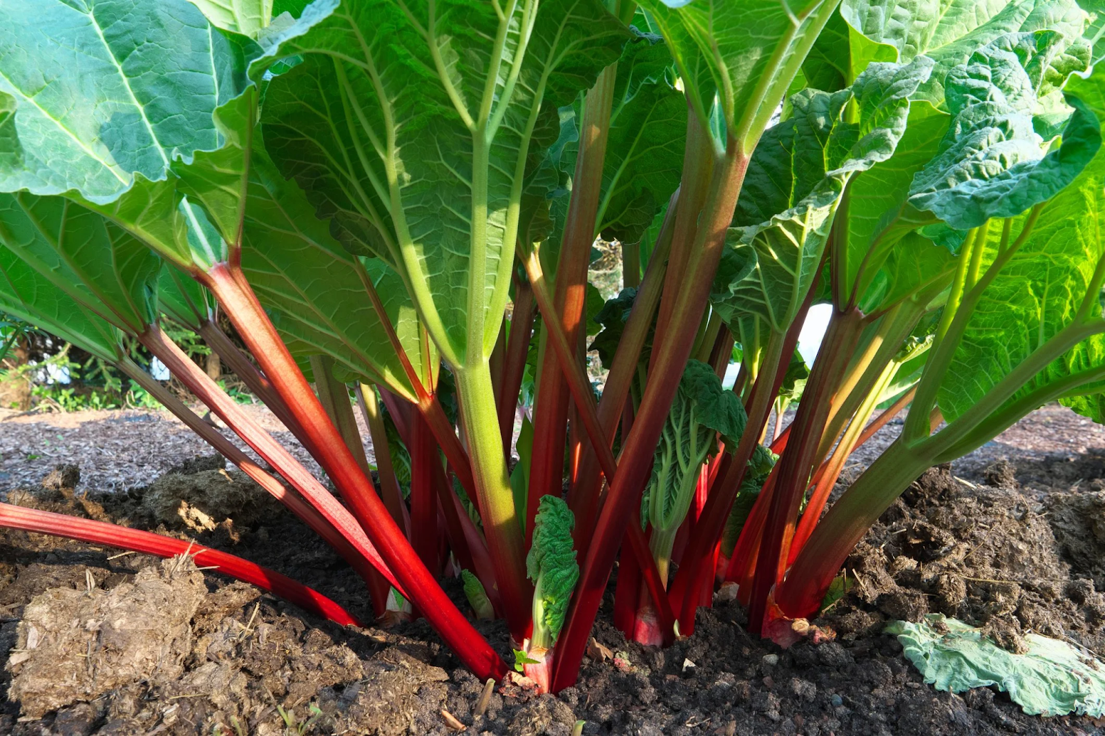 How to Grow Rhubarb Plants