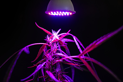 LED lighting works well for a hydroponic light system.