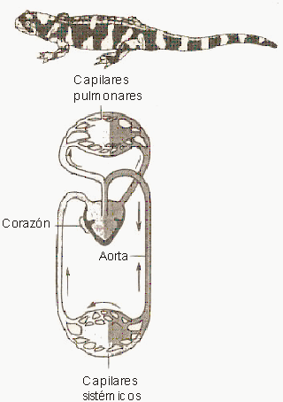 http://www.monografias.com/trabajos24/circulacion-animal/Image12732.gif