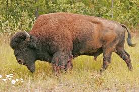 Description: Bison bison athabascae.jpg